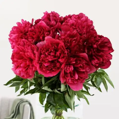 peony flower bouquet delivery