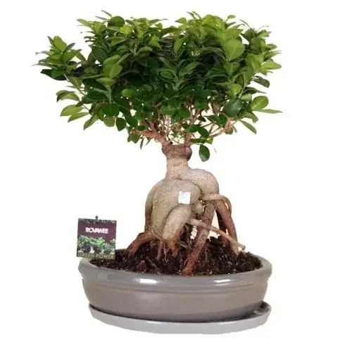bonsai tree gift same day delivery