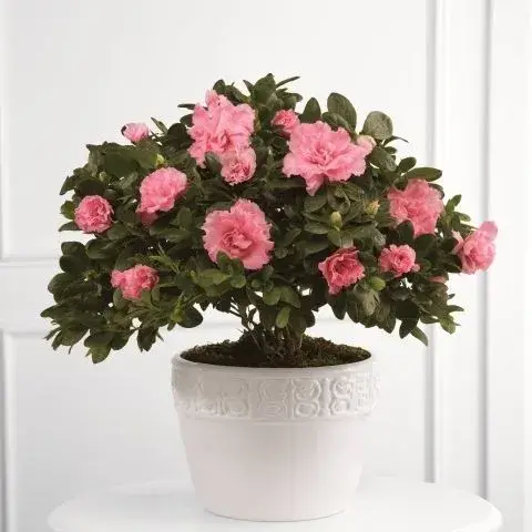 azalea plant gift delivery